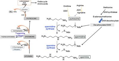 Polyamines: Bio-Molecules with Diverse Functions in Plant and Human Health and Disease